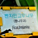 킹나무 이미지