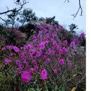 영화 남자가 사랑할때 OST ...강진 주작산 진달래 이미지