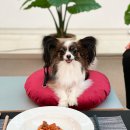 펫스토랑 이미지