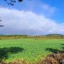 서성일로 이미지