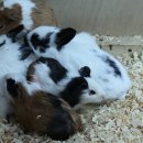 제주시민속오일시장 이미지