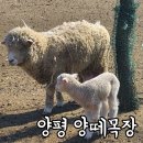 털찐친구들 이미지
