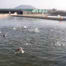 김녕수산 네이버블로그