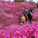 제92차 비슬산 정기산행 안내(23. 4.15.토) 이미지