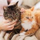 금릉동물의료센터 이미지