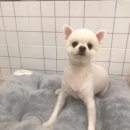 바둑이 쌀롱 이미지