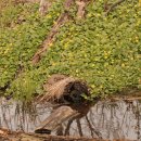 비그로브 비 이미지