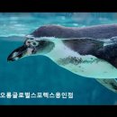용인 동백동 수영장 코오롱글로벌스포렉스용인점 아이와 가기 좋은 쾌적한 시설