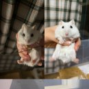 성민오빠 귀여운 거 볼래? 🐹 이미지