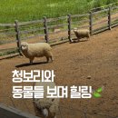 초록농원 | 고창 상하농원 후기｜동물 먹이주기부터 청보리 풍경까지 좋았던 곳