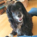 꽃보다 멍 이미지