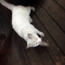 GS25반월현대점 이미지