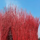 달과 함께 걷다 | 왕사남 보고 다녀온 영월 여행 카페달과 영월 섶다리 후기