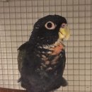 버드리농장 이미지