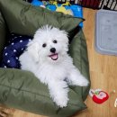 동그리멍 이미지