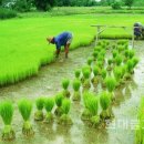 염불·진언이 쌀 수확량 높인다? / 중국 남동부 푸젠성, 벼농사에 불교음악 들려줘 이미지
