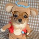 귀여운강아지 이미지