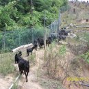 우리염소 이미지