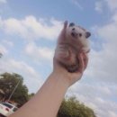 도도블랙