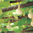 욕망의 열매 이미지