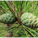 솔방울민박 이미지