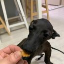 러브미독 이미지