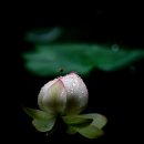 꽃봉우리 이미지