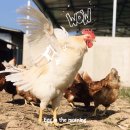 꼬꼬양계농장 이미지