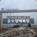 양떼목장 | 대관령 가볼 만한 곳 반려동물 동반 가능한 순수양떼목장 후기