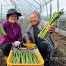 양구아스파라거스 작목반