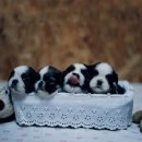 강아지 이모 이미지