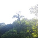 보석사   은행나무 이미지