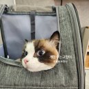 개밥주는고양이