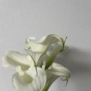 순이랑한잔 | 신도림 부케순이의 카라 부케가 하바리움 오브제로 재탄생