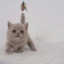 광주 고양이 분양 냥블리 광주점 이미지