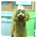 꼬마애견샵 이미지