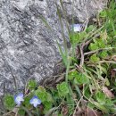 양지-3056 이미지