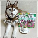 개님의상점 | 개님의 상점 개님의 껌 엔자임브러쉬플러스 강아지 알러지 개껌 추천