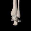 발목관절 (ankle joint) 이미지
