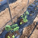 친절축산농장 이미지