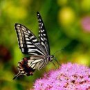 나비사랑 이미지