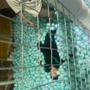 라이온 합기도 이미지