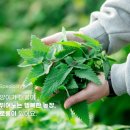 농업회사법인 꼼냥 주식회사 네이버블로그