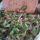 산채상회 이미지