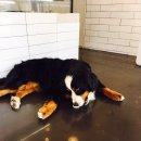 구가의 견 이미지