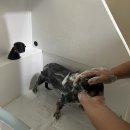 뽀송뽀송 애견미용 | 오산 동탄 애견호텔 애견미용목욕 &#39;뽀송뽀송애견놀이방&#39;에서 밍키 목욕 후기