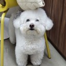 고려 애견 미용실 | 오픈형이라 더 안심되는 월성동애견미용실 그루밍쇼타임 후기