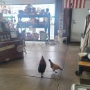 손지농장 이미지