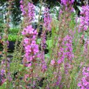 들꽃산장 이미지