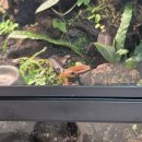 영통빌리지 | [수원/영통] 수원비바리움 도마뱀 구경 가능한 곳 테라리움 만들기 키트 소개 <소미빌리지>